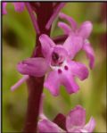 Orchis quadripunctata